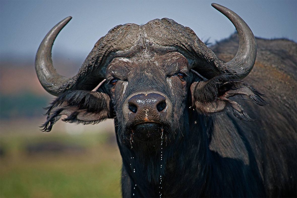 050_2011_cape_buffalo_2011-09-01_104329