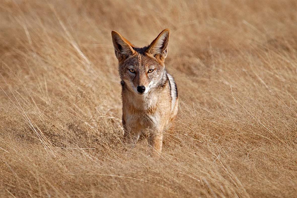 130_2011_black-backed jackal_2011-08-09_092350