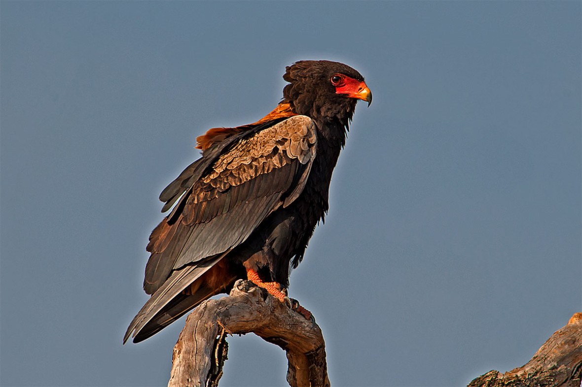 240_2010_bateleur_eagle_2010-08-19_083902