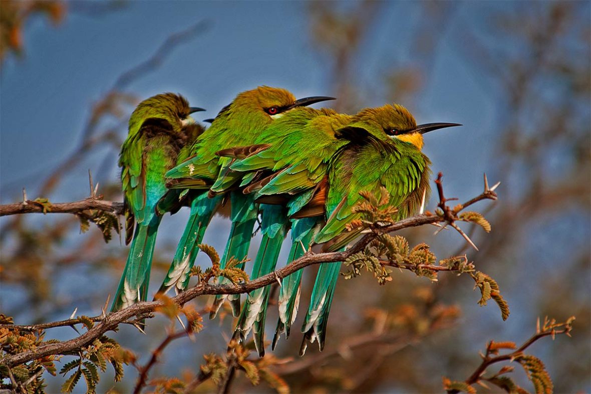 270_2011_swallow-tailed-bee-eater_2011-07-28_091141