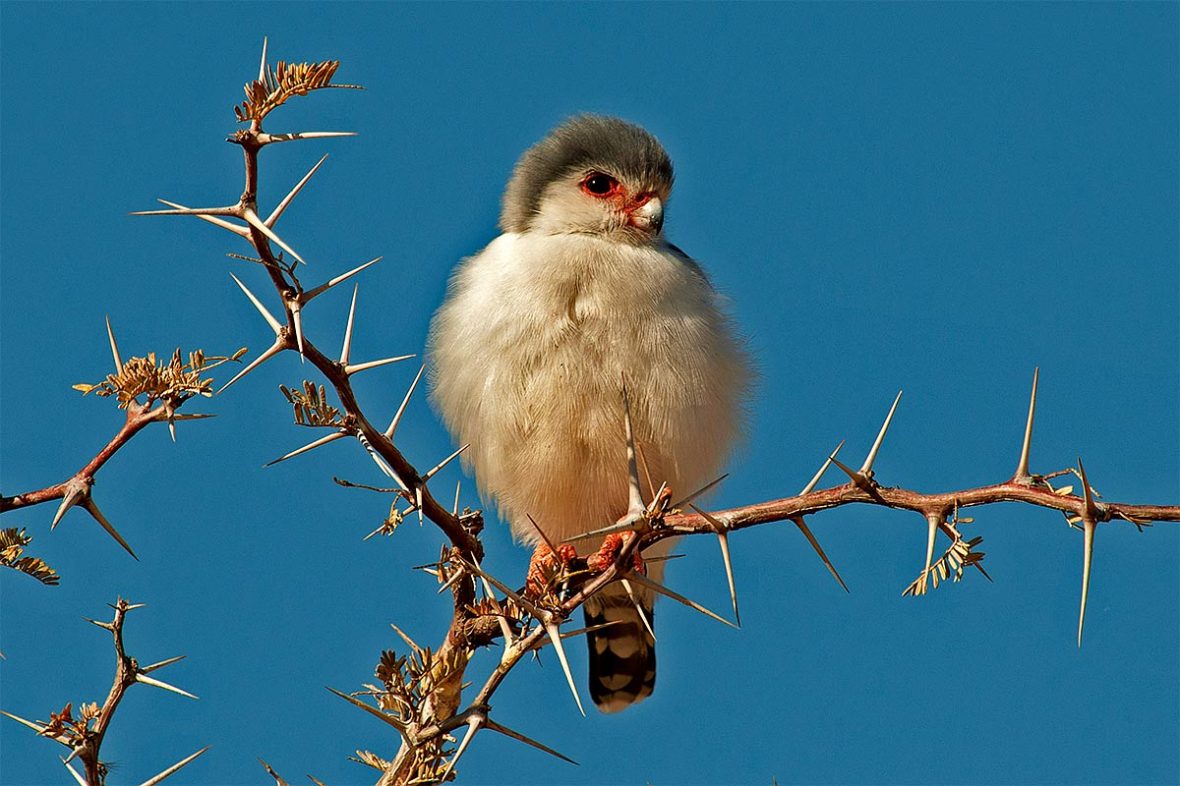 290_2011_pygmy_falcon_2011-08-18_100655