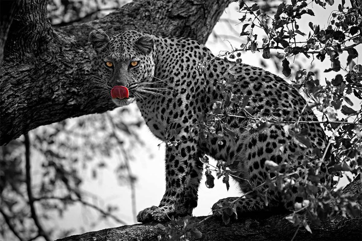 321_2011_leopard_2011-08-23_112123