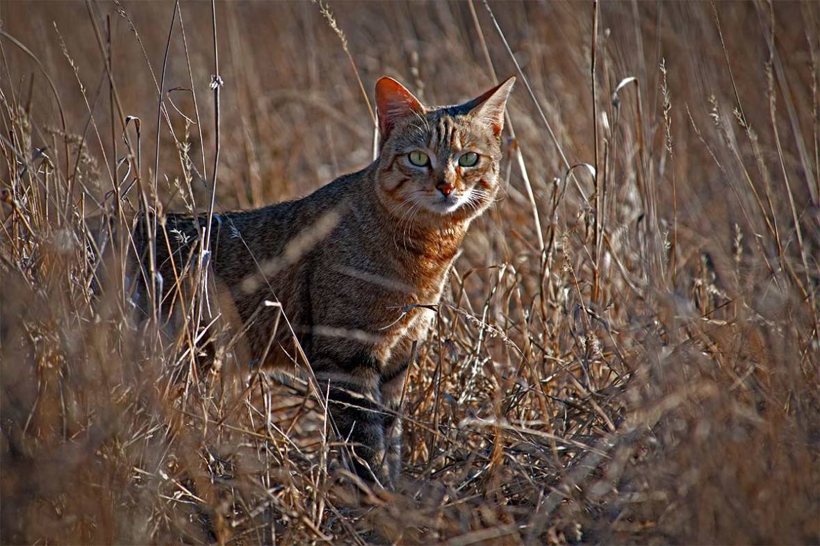 340_2011_african_wild_cat_2011-07-27_162652