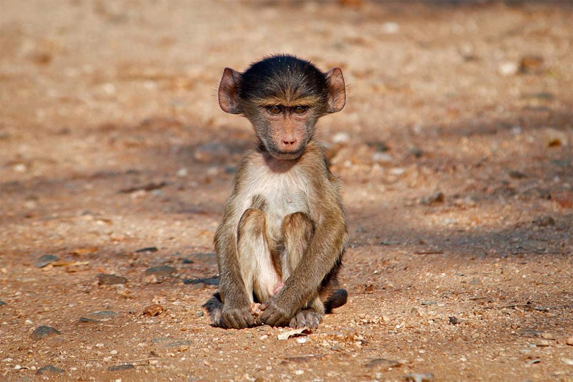 390_2010_baboon_2010-08-18_090129