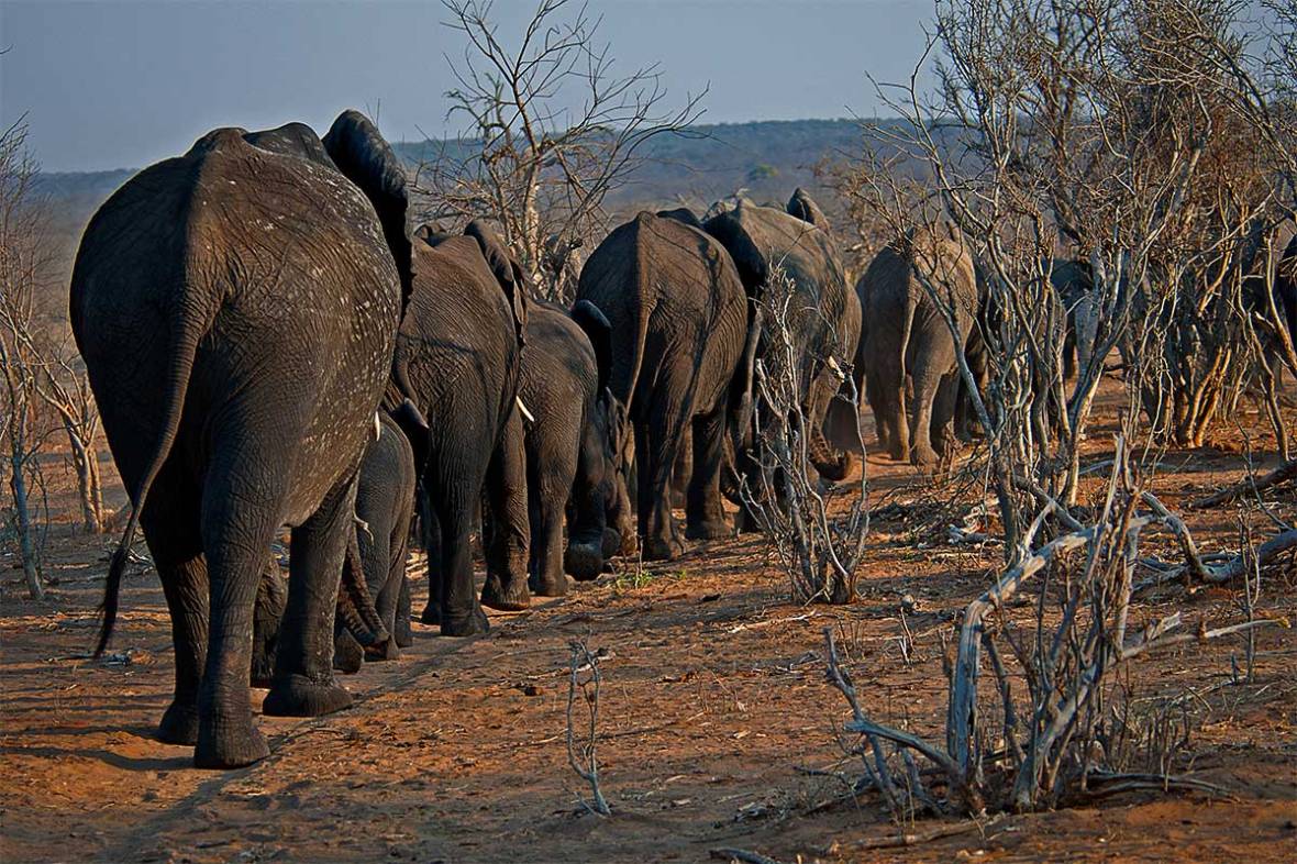 490_2011_elephant_2011-09-02_170956