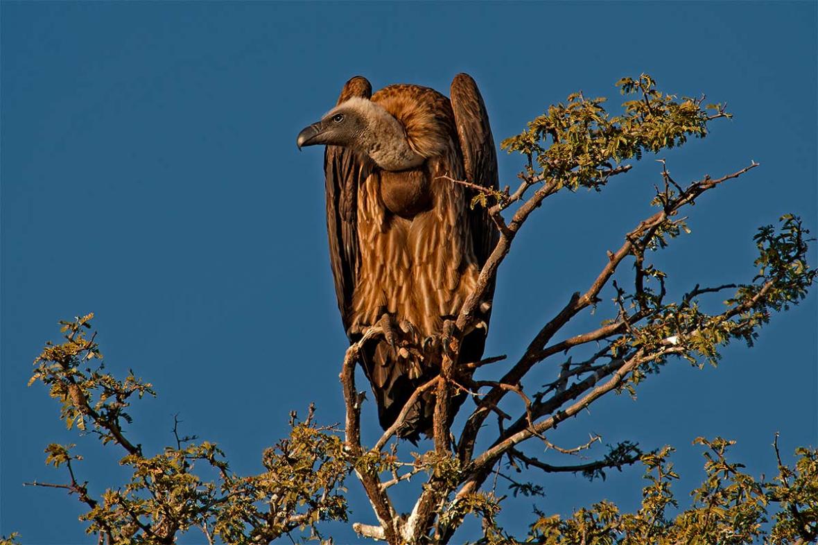 530_2011_white-backed-vulture_2011-07-26_171554