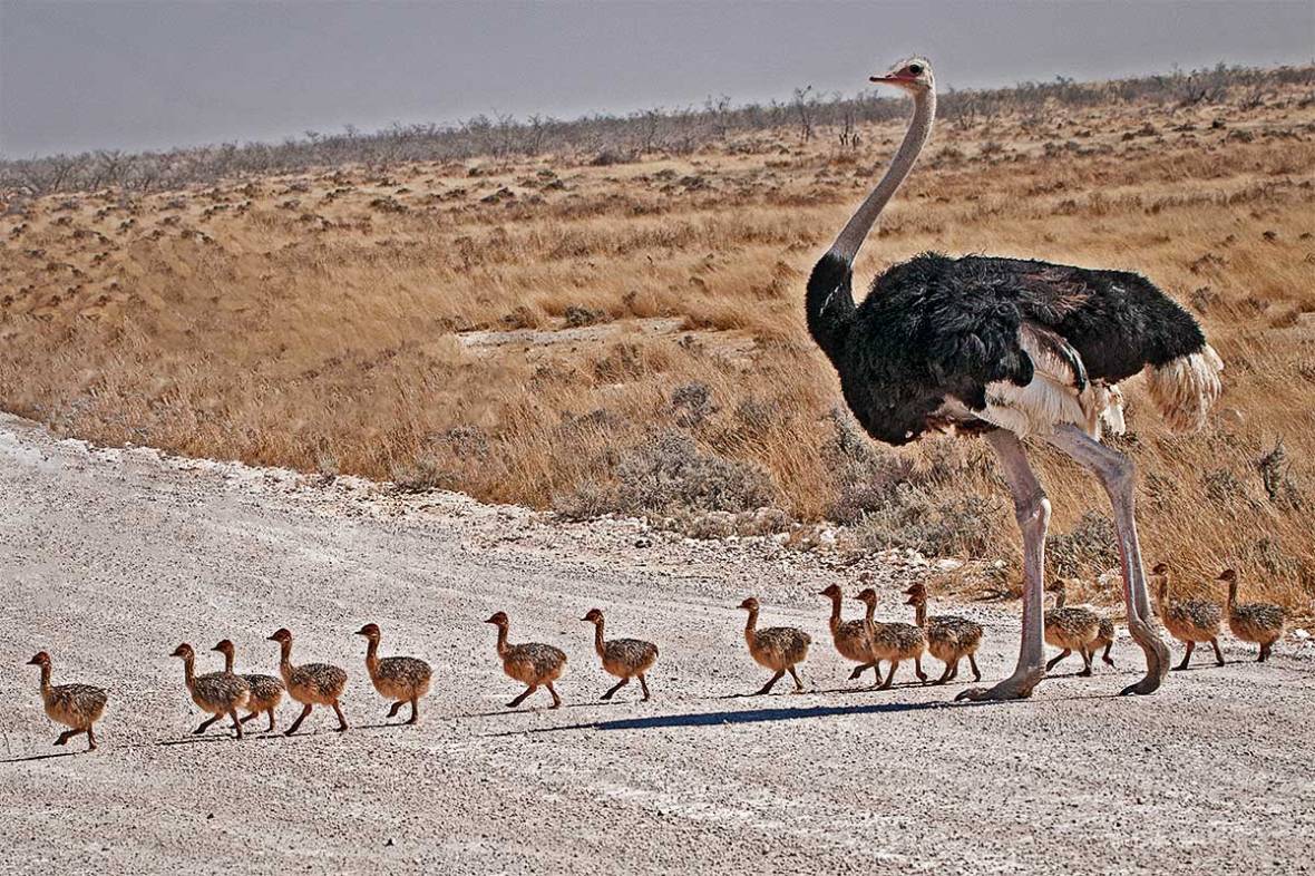 580_2011_ostrich_2011-08-06_132841