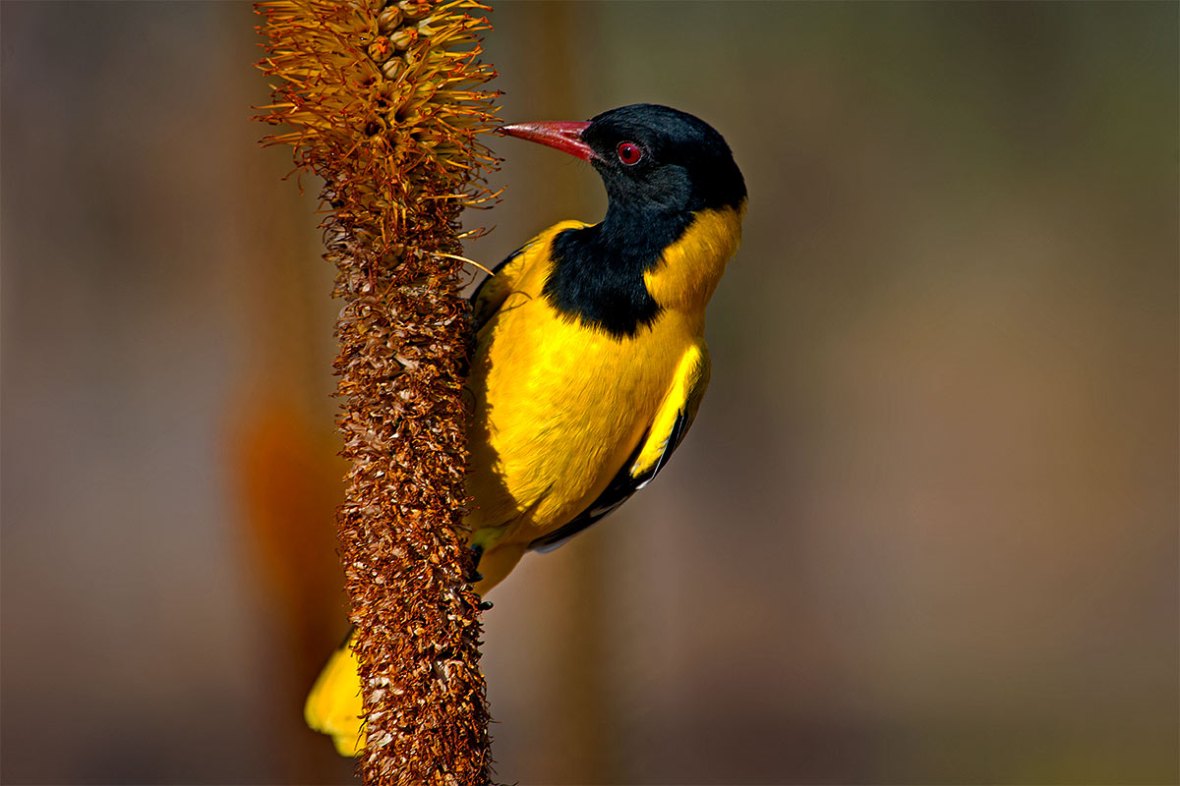 650_2010_black-headed-oriole_2010-08-14_155544