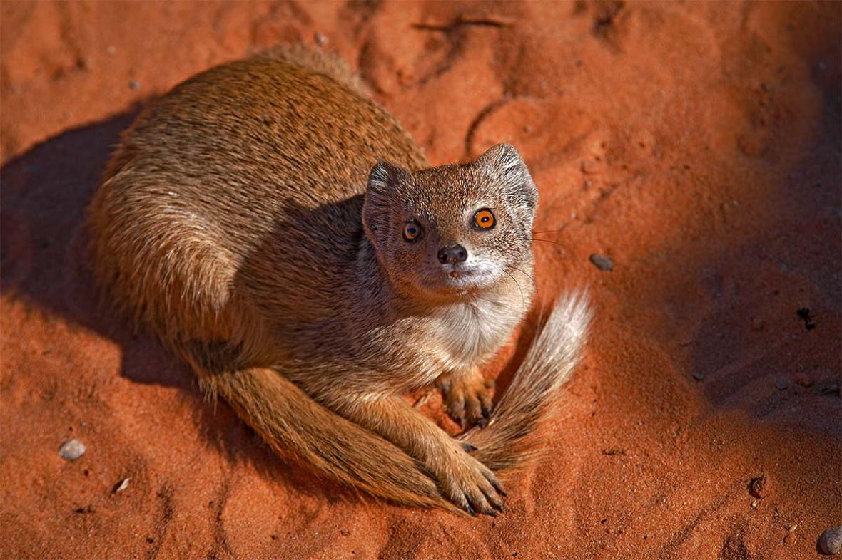 680_2011_yellow-mongoose_2011-07-26_141424